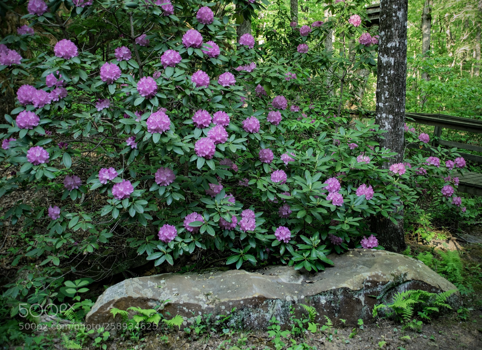 Nikon D5300 sample photo. Rhododendron photography