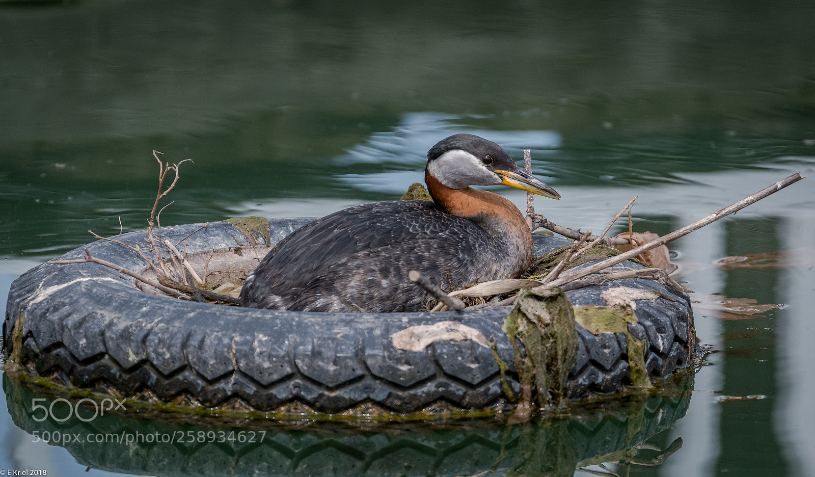 Nikon D500 sample photo. Expectant grebes photography