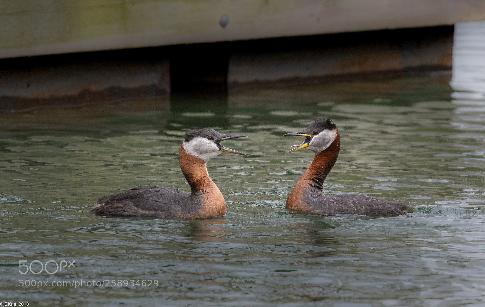 Nikon D500 sample photo. Expectant grebes photography