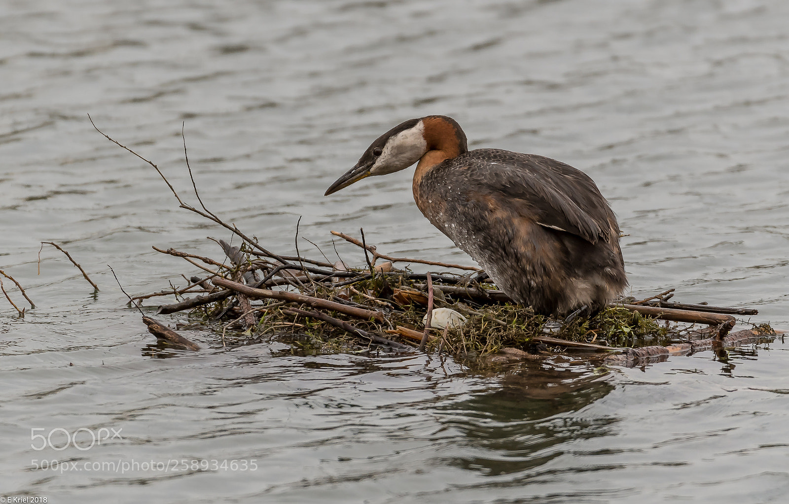 Nikon D500 sample photo. Expectant grebes photography