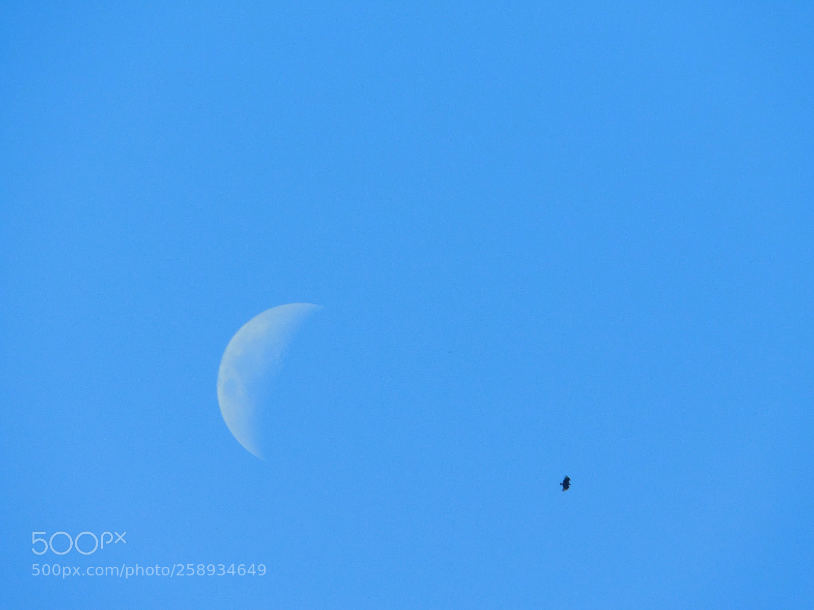 Nikon Coolpix B500 sample photo. Moon and bird photography