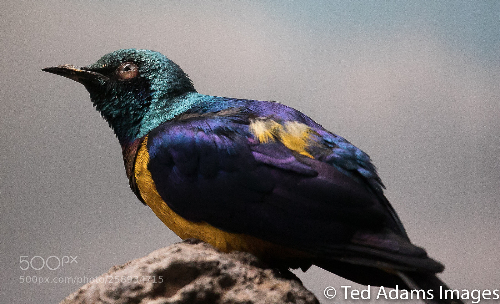 Canon EOS 5D Mark IV sample photo. Zoo bird photography
