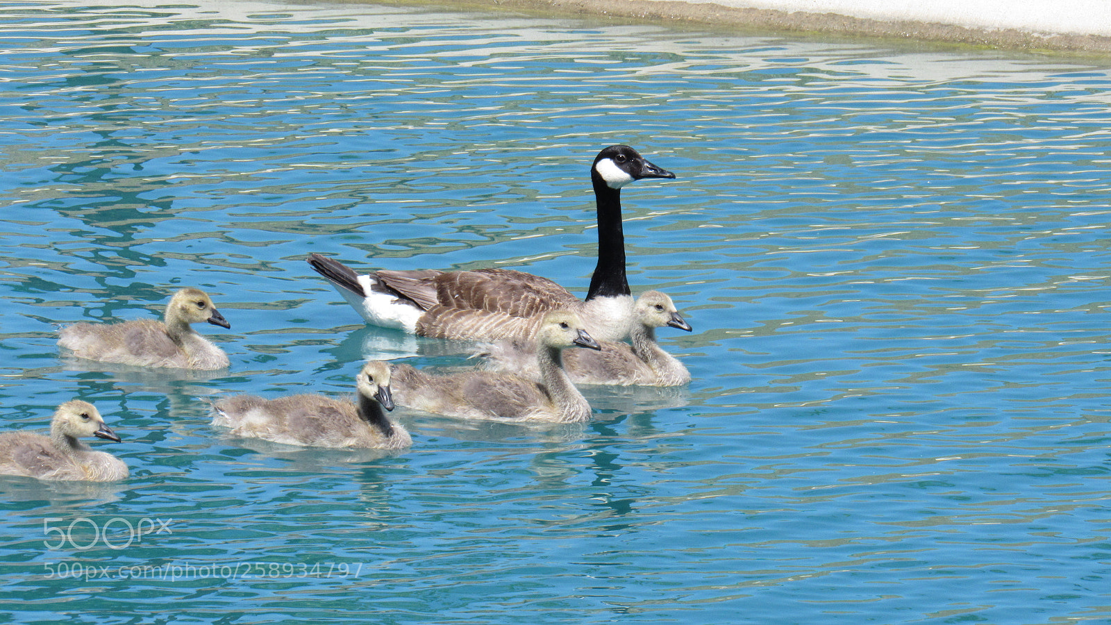 Canon PowerShot SX530 HS sample photo. Img photography