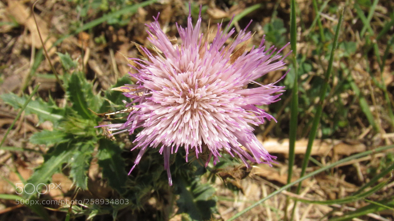 Canon PowerShot SX530 HS sample photo. Img photography