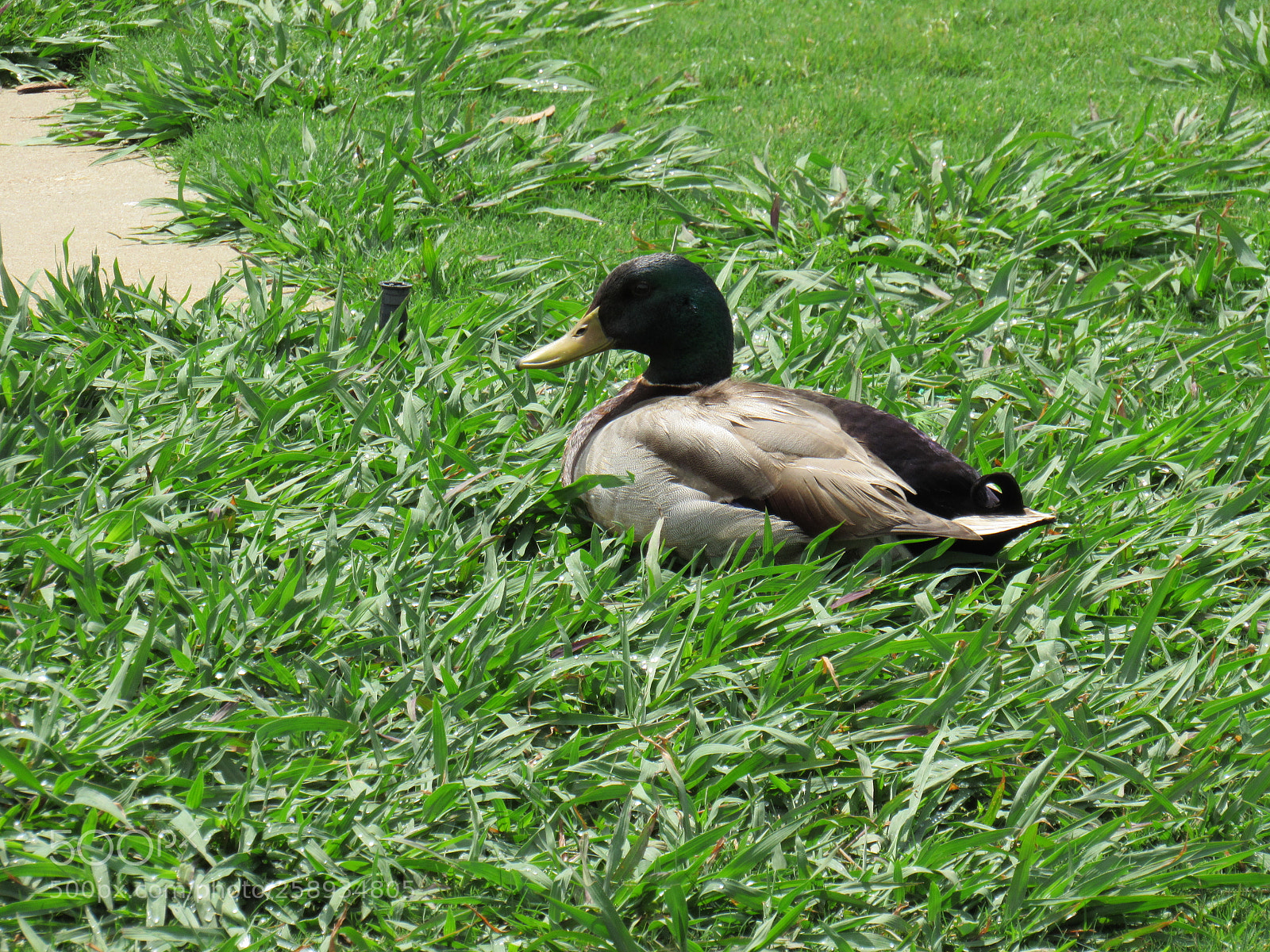 Canon PowerShot SX530 HS sample photo. Img photography