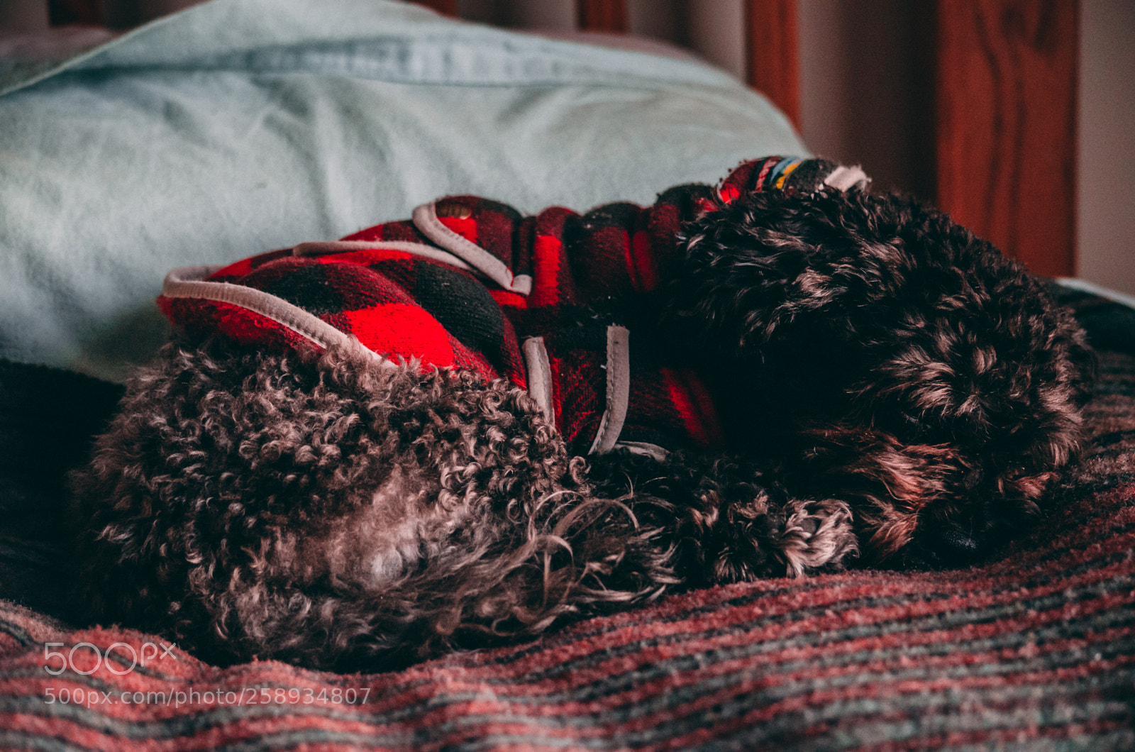 Nikon D5100 sample photo. Peaceful slumber 2 photography