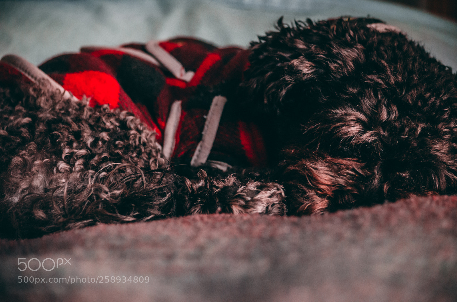 Nikon D5100 sample photo. Peaceful slumber photography