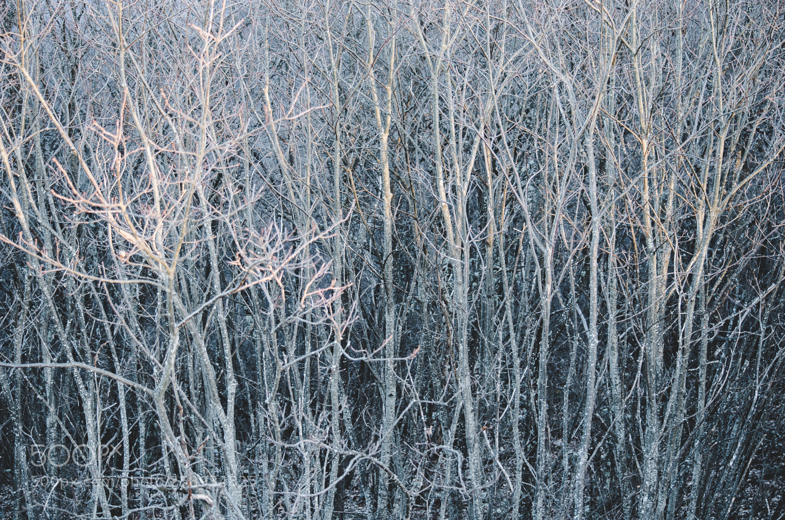 Nikon D5100 sample photo. Winter trees photography