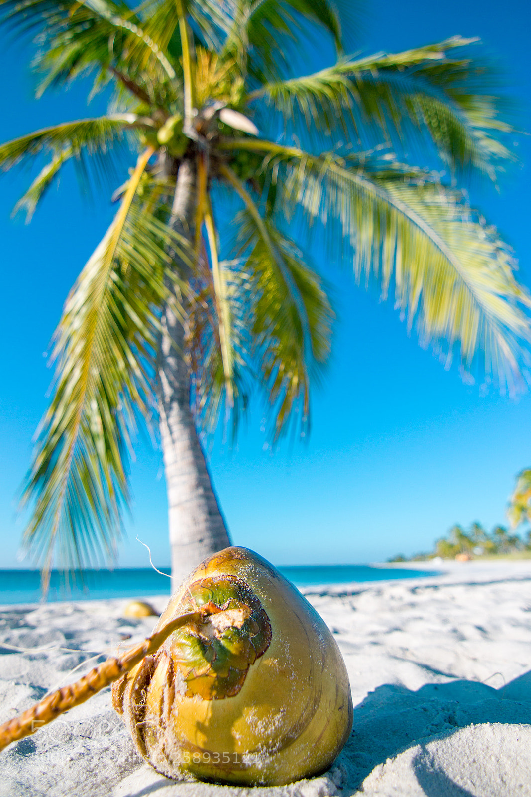 Canon EOS 550D (EOS Rebel T2i / EOS Kiss X4) sample photo. Smathers beach, key west photography