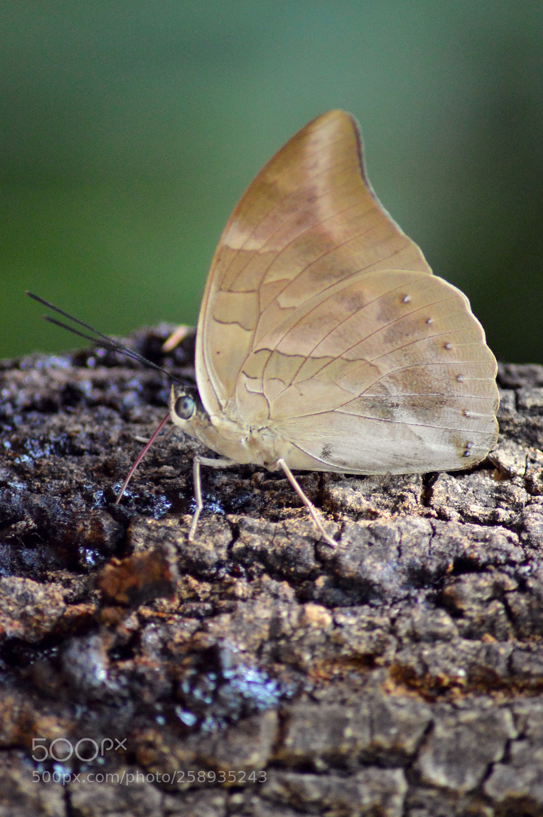 Nikon D3200 sample photo. Mariposa photography
