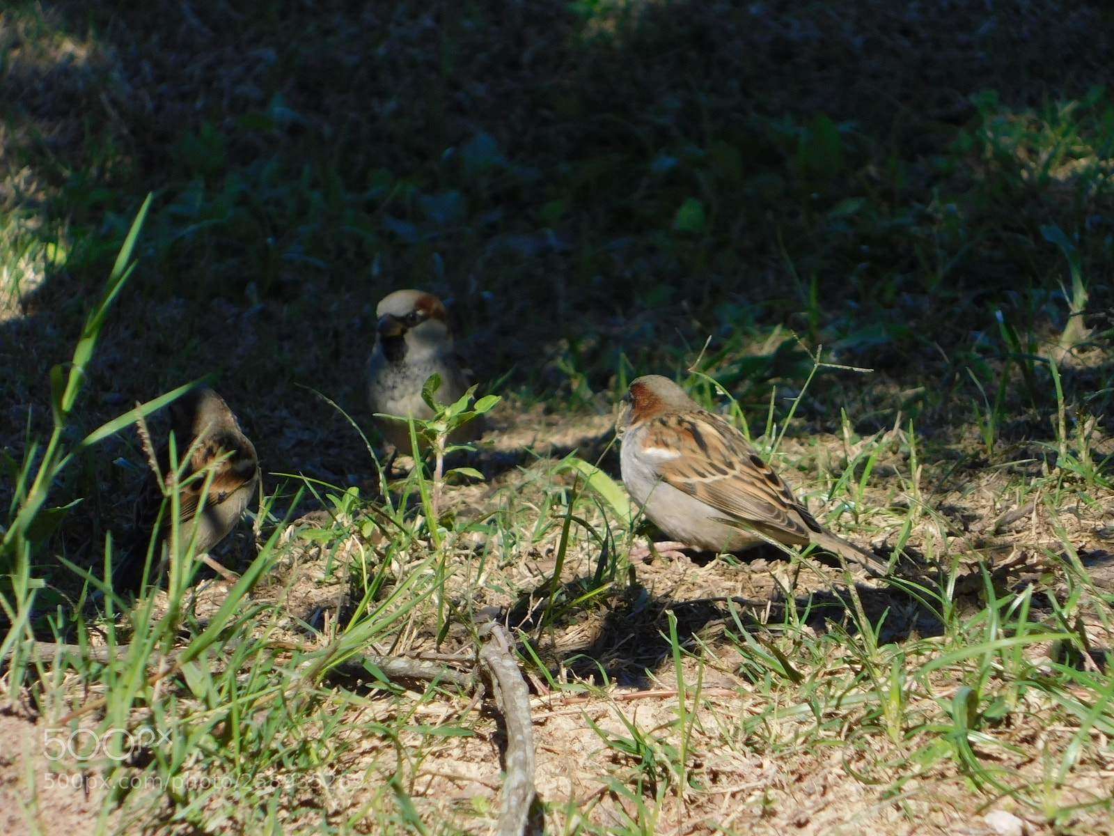 Nikon Coolpix B500 sample photo. Conversacion de aves photography