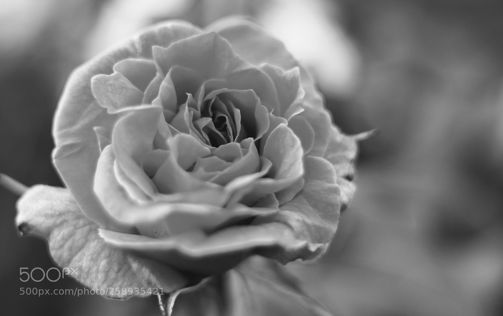 Canon EOS 750D (EOS Rebel T6i / EOS Kiss X8i) sample photo. Rose, vancouver bc. canon photography