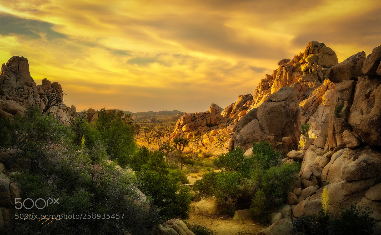 Nikon D7200 sample photo. Joshua tree v2 photography