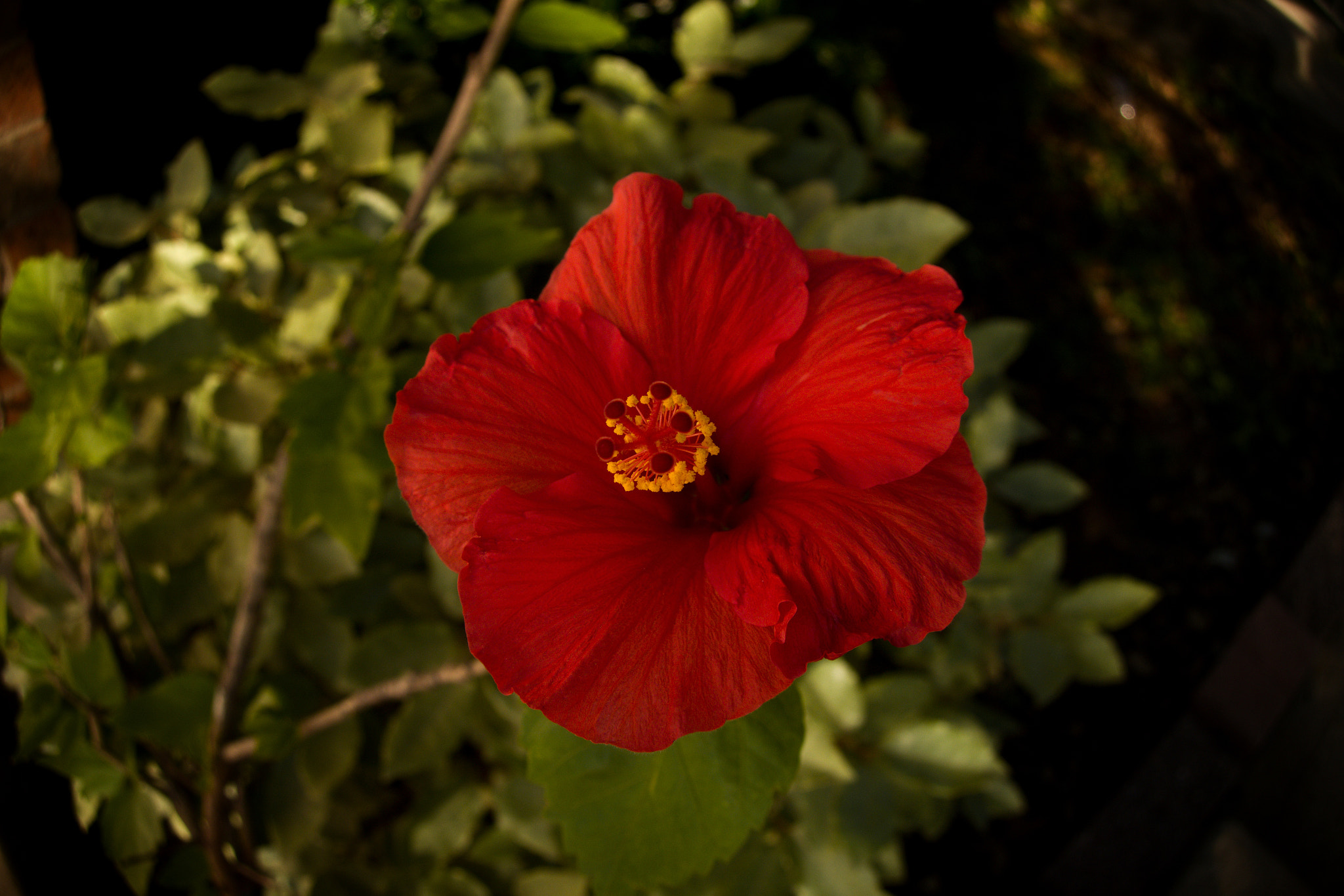 Canon PowerShot G9 X sample photo. Hibiscus photography