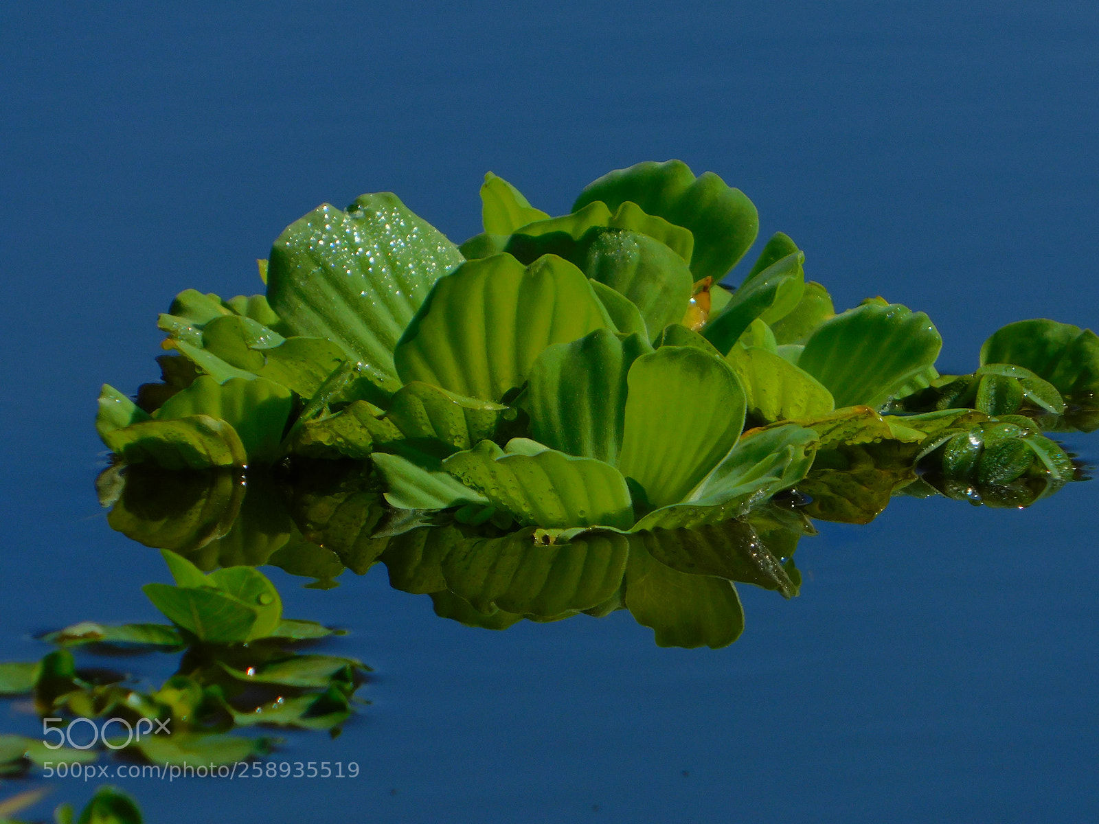 Nikon Coolpix B500 sample photo. Pistia stratiotes photography
