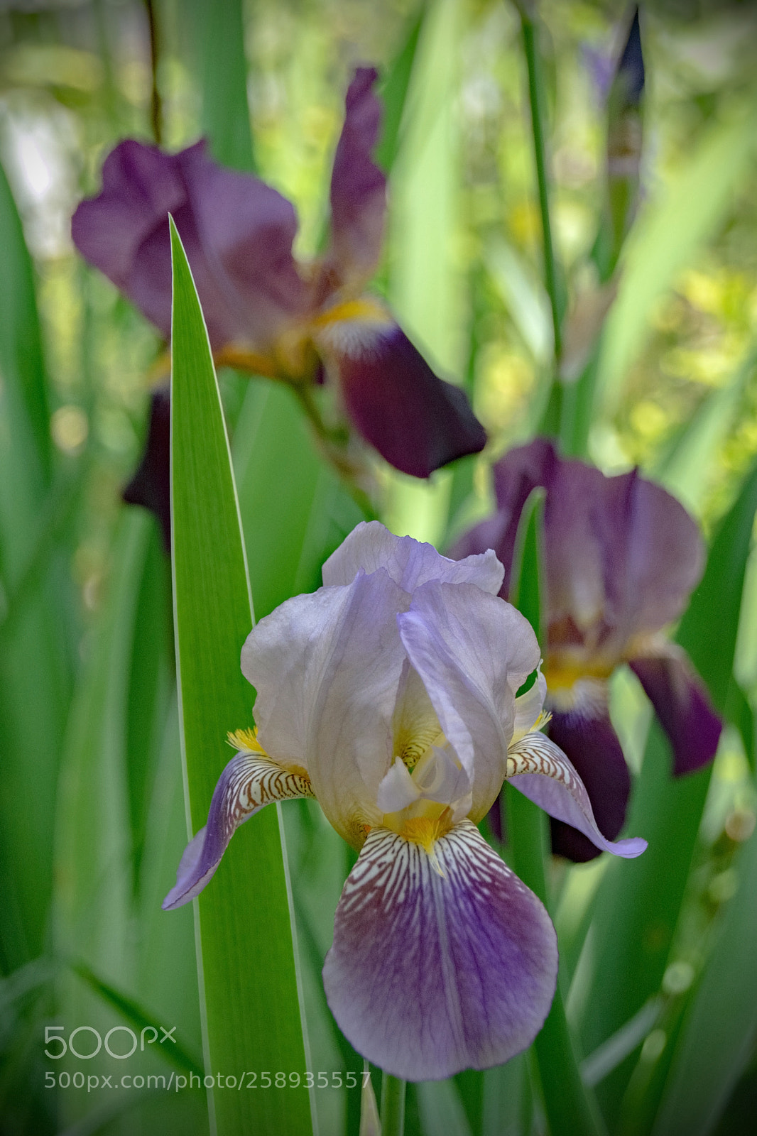 Nikon D5300 sample photo. Iris photography