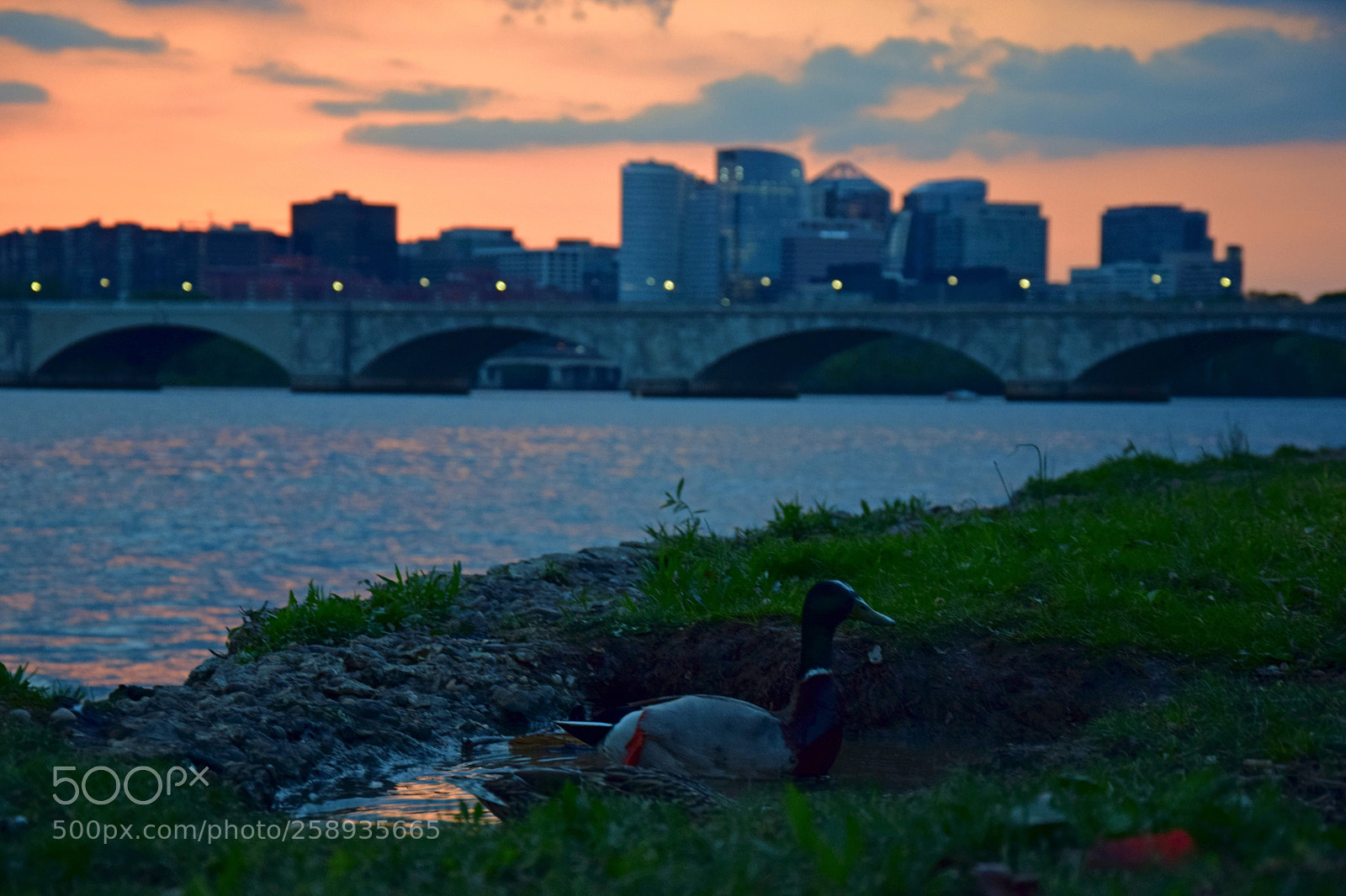 Nikon D5300 sample photo. Ducks at dusk photography