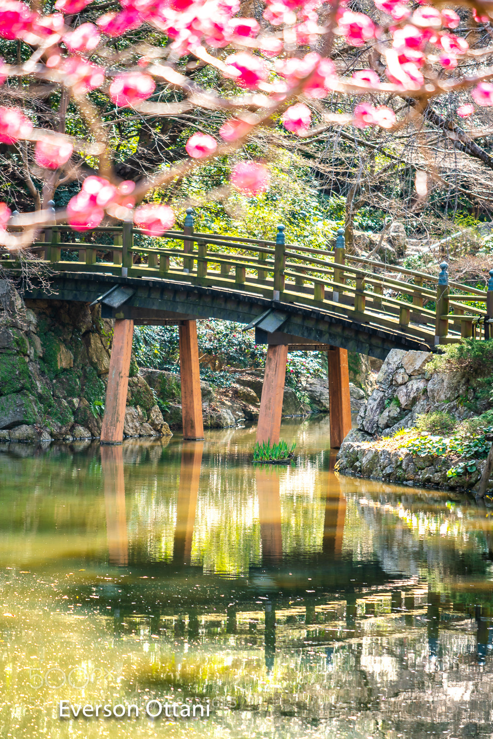 Nikon D500 sample photo. Bridge photography