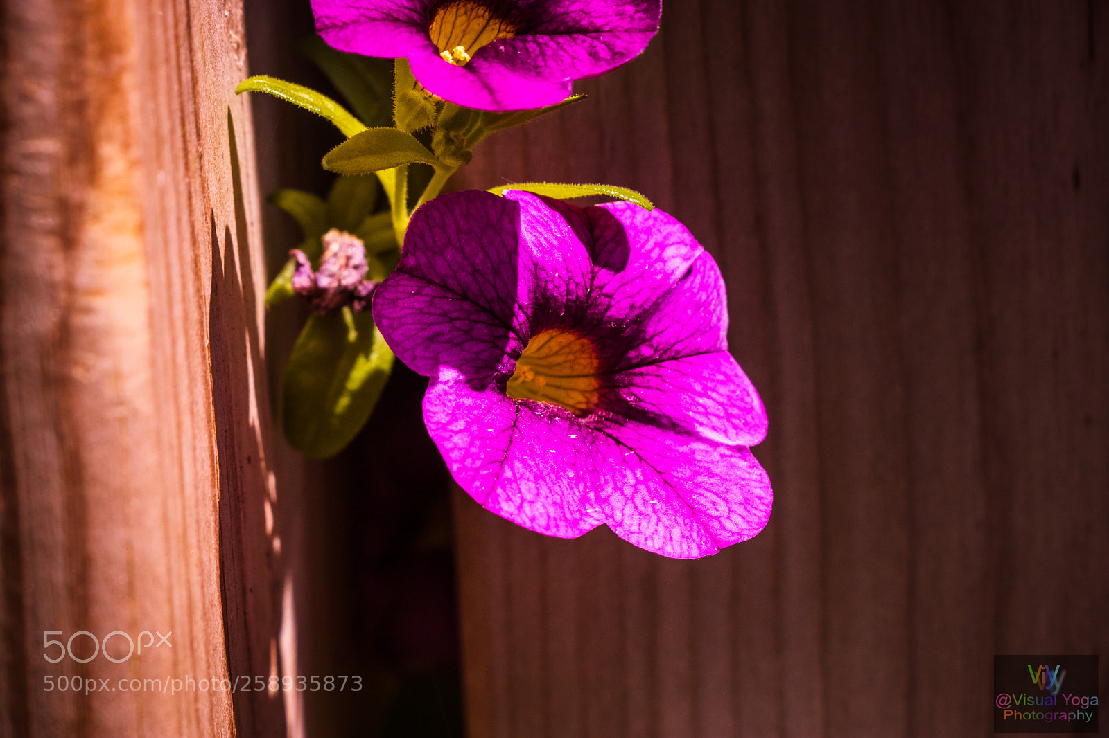 Canon EOS 80D sample photo. Peeking through photography