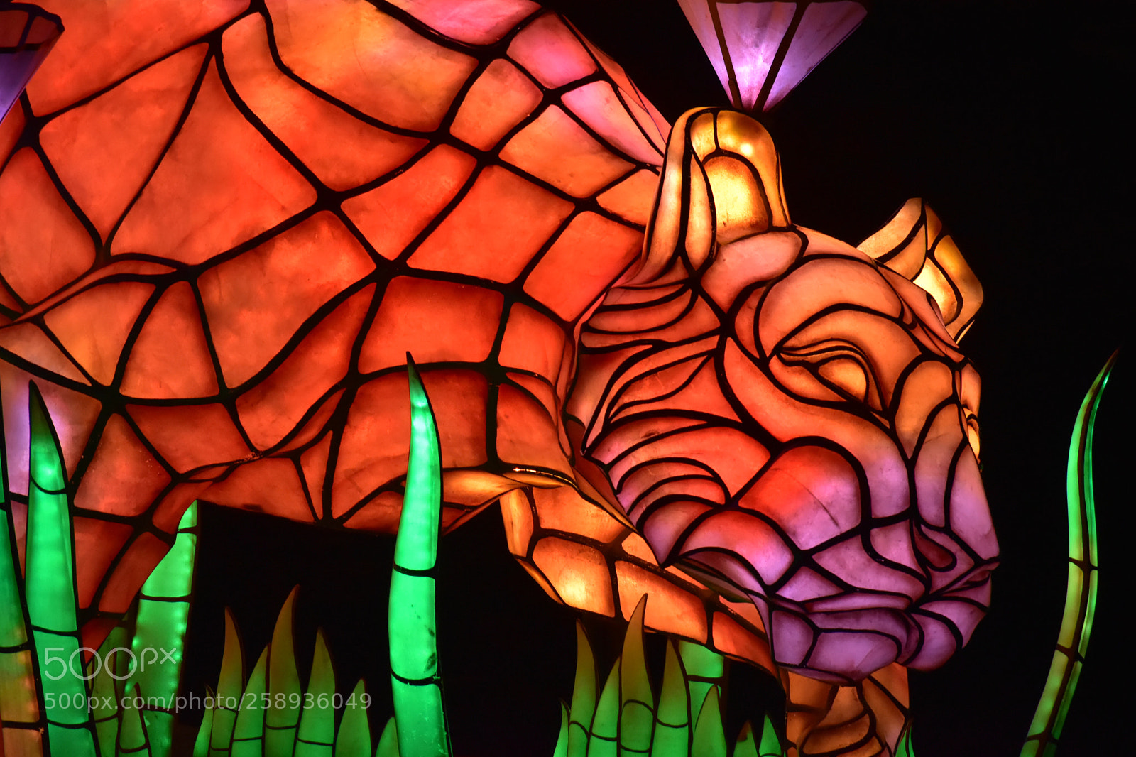Nikon D5500 sample photo. Tyger, tyger burning bright photography