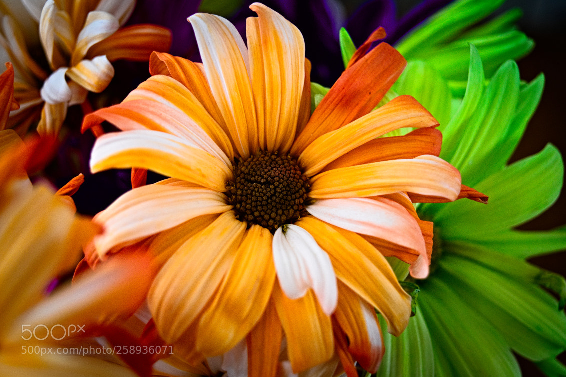 Nikon D5500 sample photo. Mother's day flowers photography