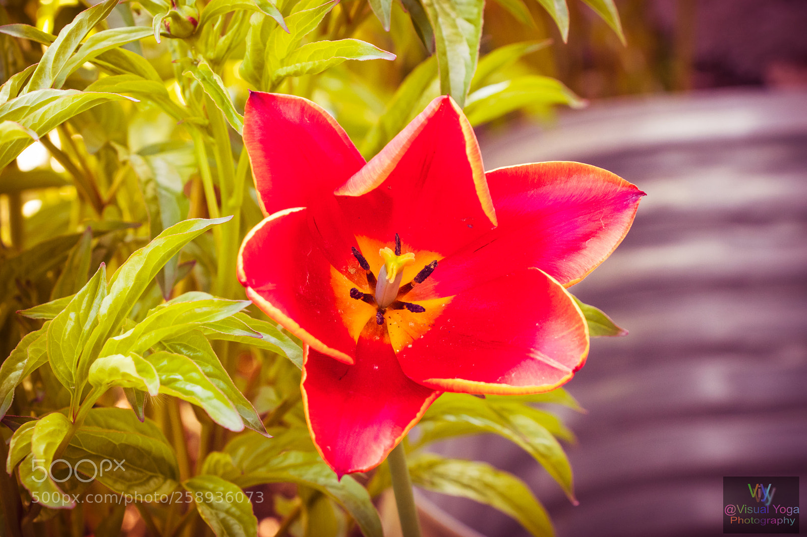 Canon EOS 80D sample photo. Beautiful spring photography