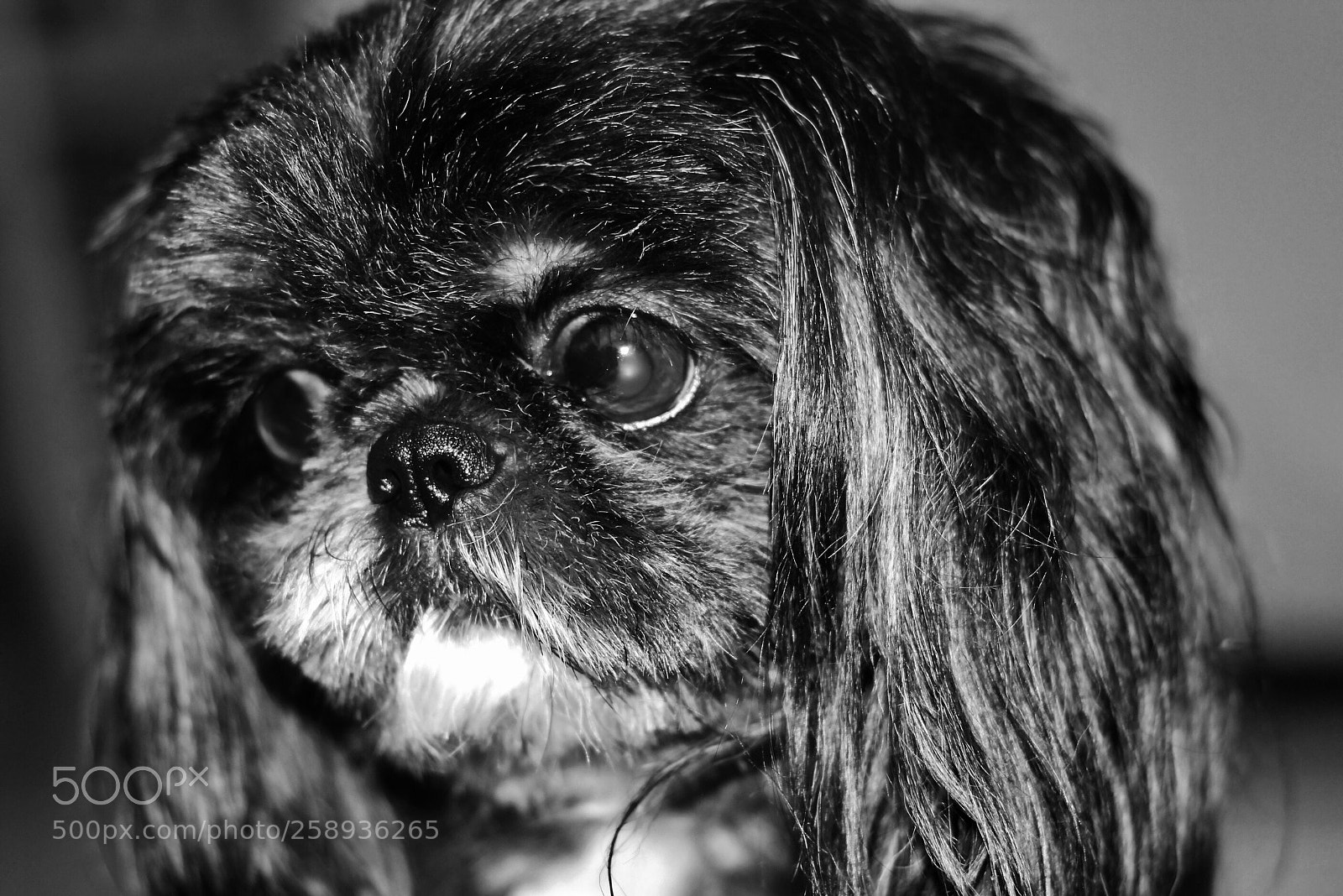 Canon EOS 400D (EOS Digital Rebel XTi / EOS Kiss Digital X) sample photo. Shih tzu runt photography