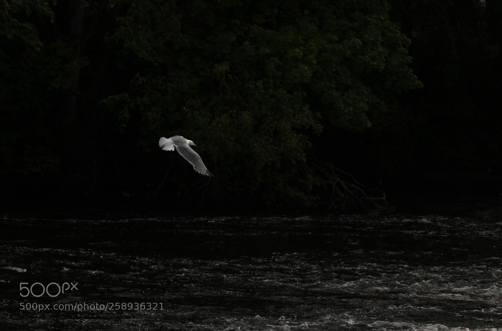 Canon EOS 5D Mark II sample photo. Through the darkness photography