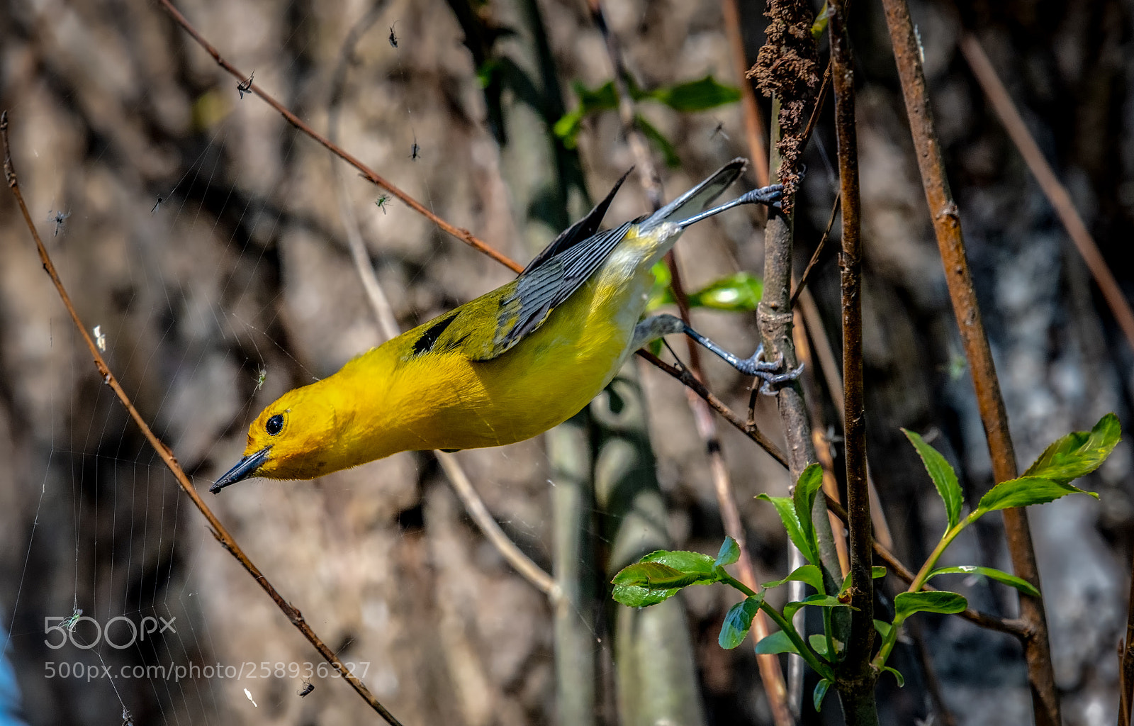 Nikon D500 sample photo. Prothonatary warbler photography