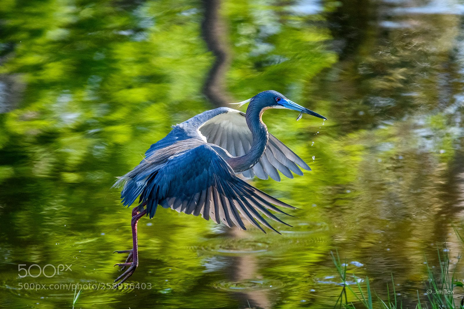 Nikon D7500 sample photo. Great blue heron with photography