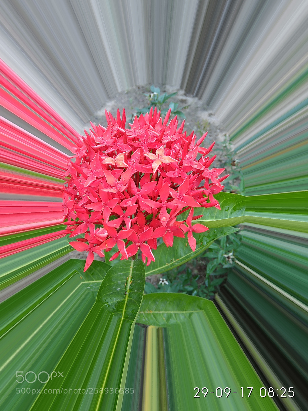 Xiaomi Redmi Note 4 sample photo. Flowers photography