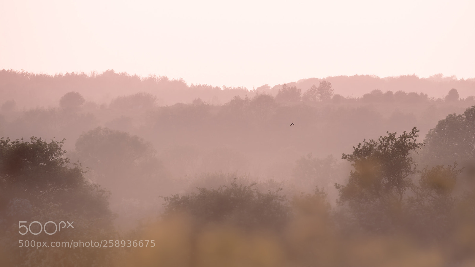 Olympus OM-D E-M10 II sample photo. In the fog photography