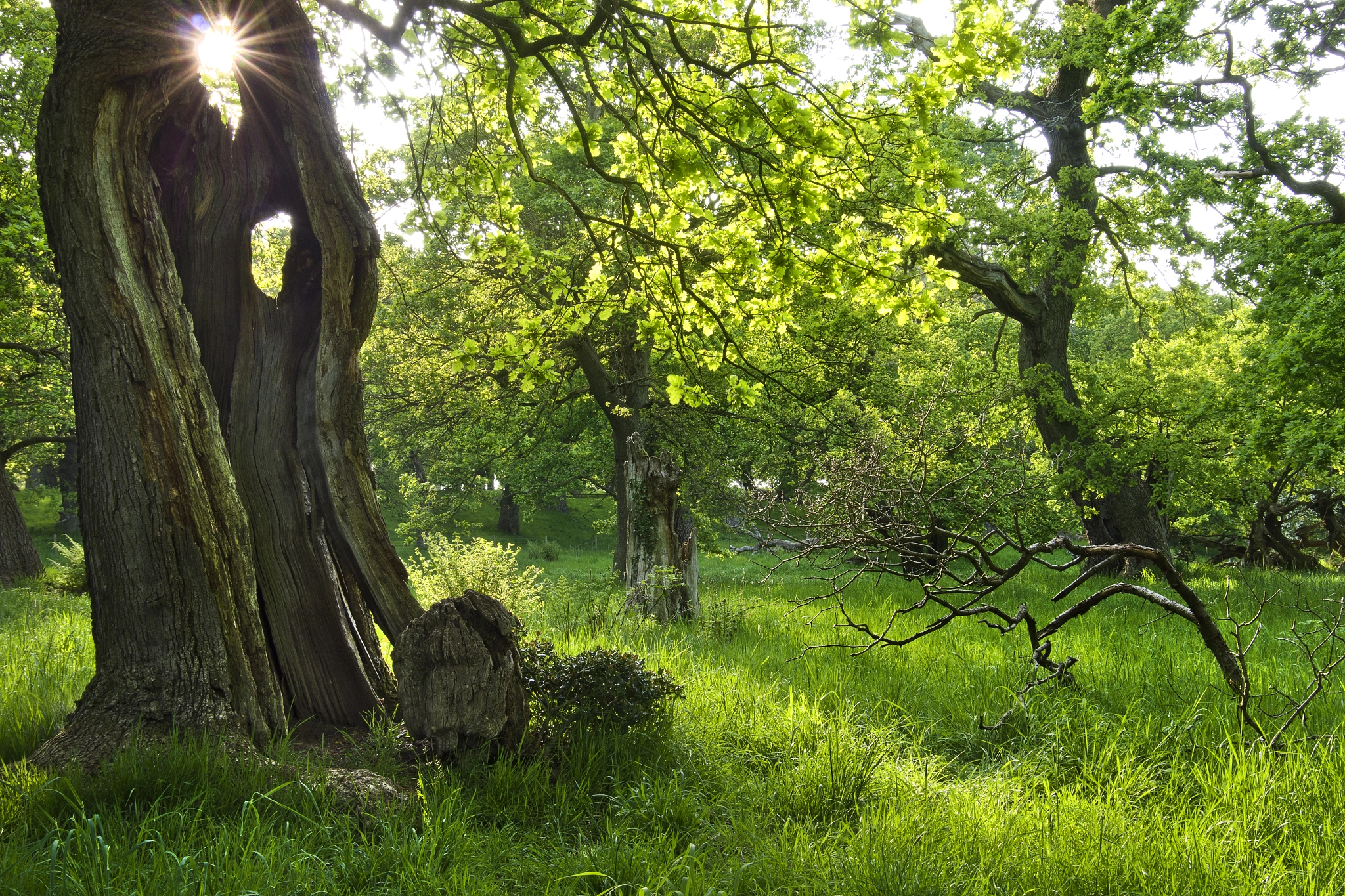 Pentax K-S1 sample photo. Dalkieth oaks photography