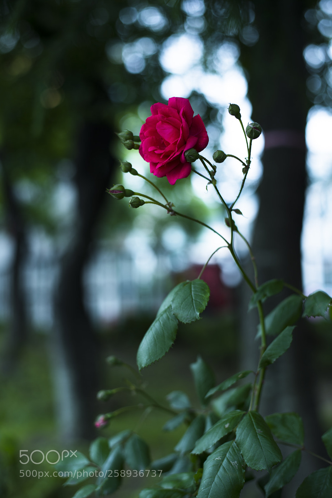 Nikon D810 sample photo. In a world   no.6 photography
