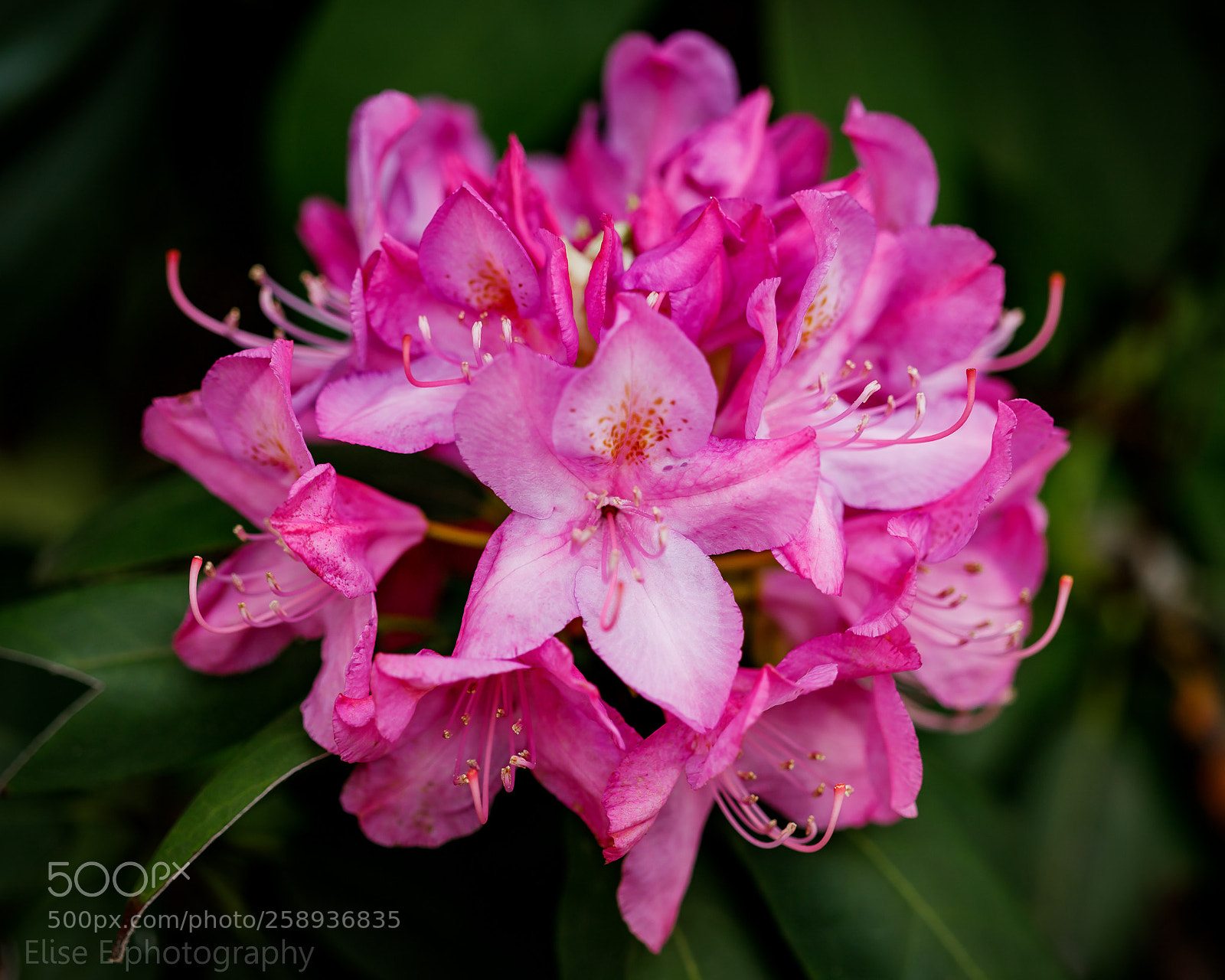 Canon EOS 6D Mark II sample photo. Rhododendron photography