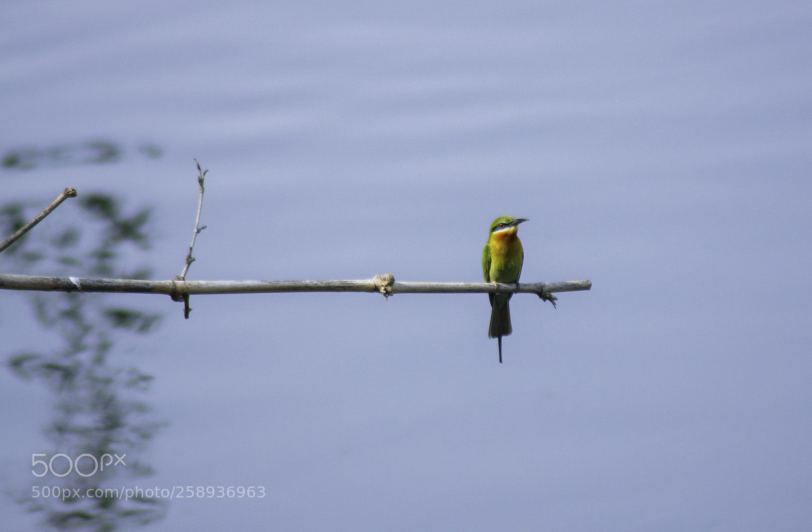 Canon EOS 50D sample photo. Green bee-eater photography