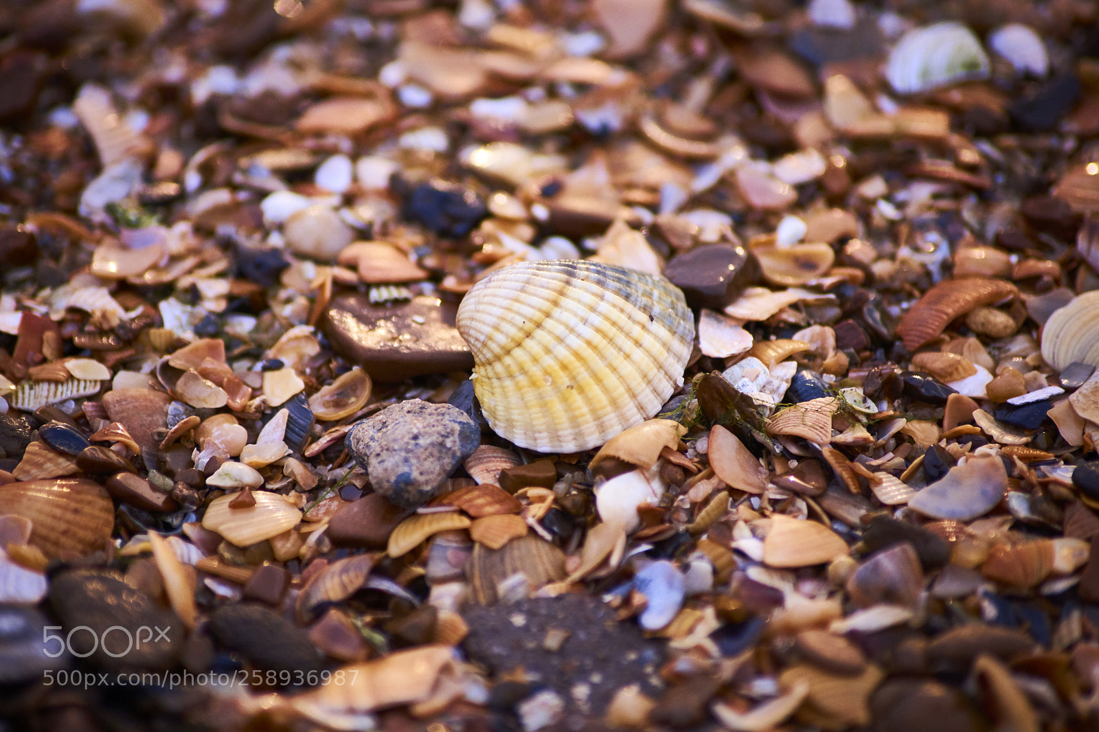 Sony SLT-A65 (SLT-A65V) sample photo. Single shell photography