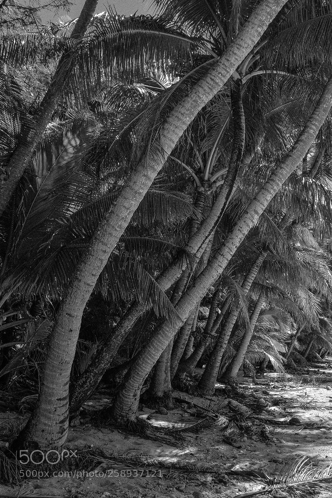 Nikon D7100 sample photo. Coconut palms at abong photography