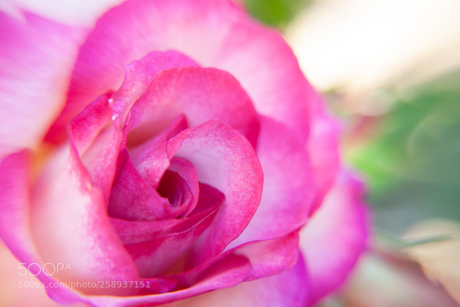 Nikon D40X sample photo. Miss congeniality photography