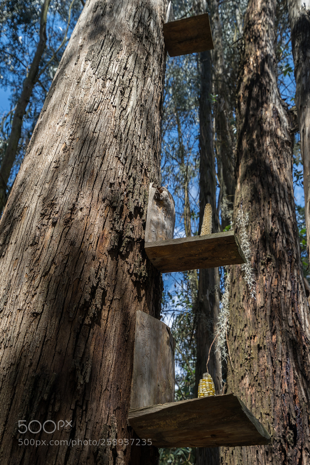 Sony a7 II sample photo. Tree at rio frio photography