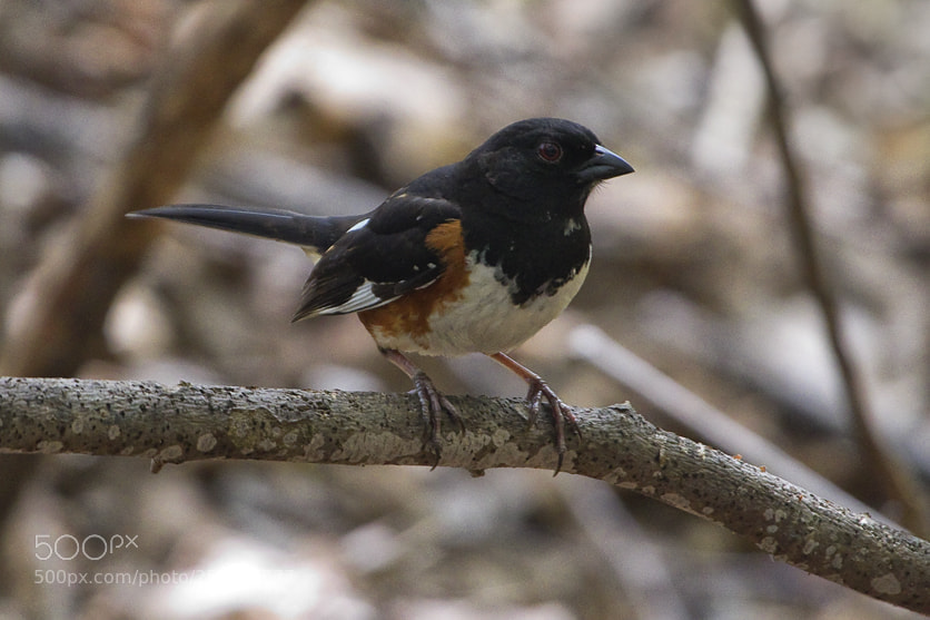 Canon EOS 7D Mark II sample photo. Eastern towhee, fairfield, ct, 2018 photography