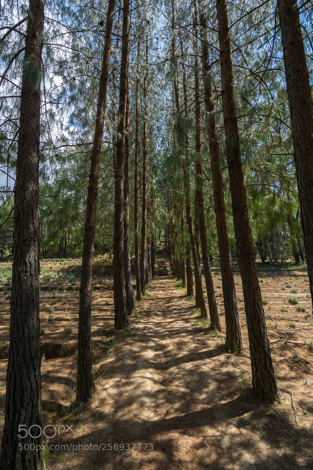 Sony a7 II sample photo. Trees pathway at rio photography