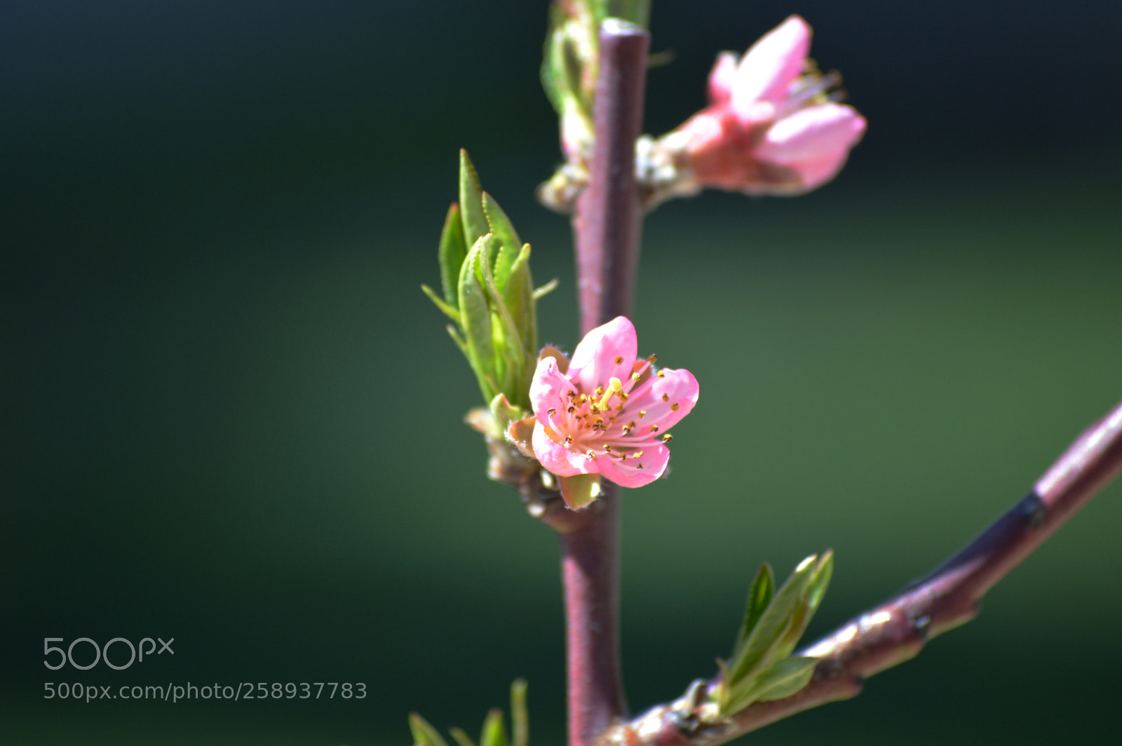 Nikon D3200 sample photo. Peach flower photography