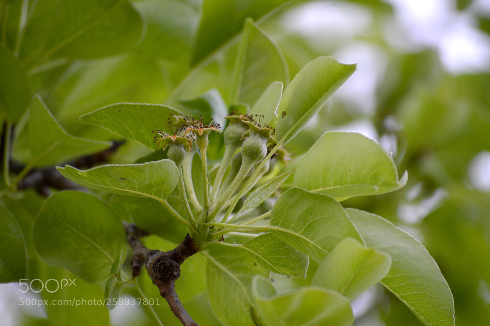 Nikon D3200 sample photo. Pear tree photography