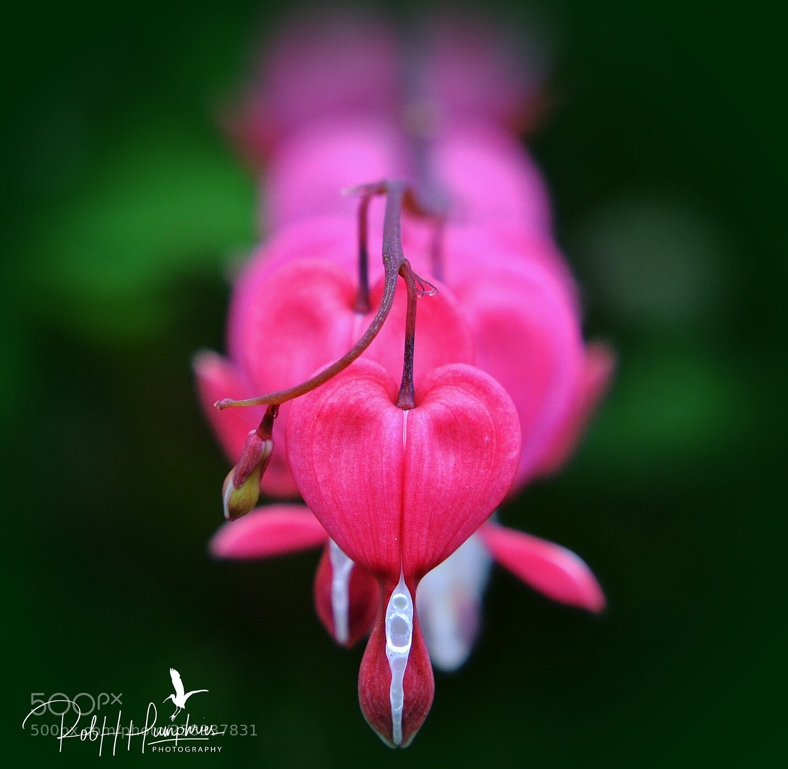 Nikon D7000 sample photo. Bleeding heart photography