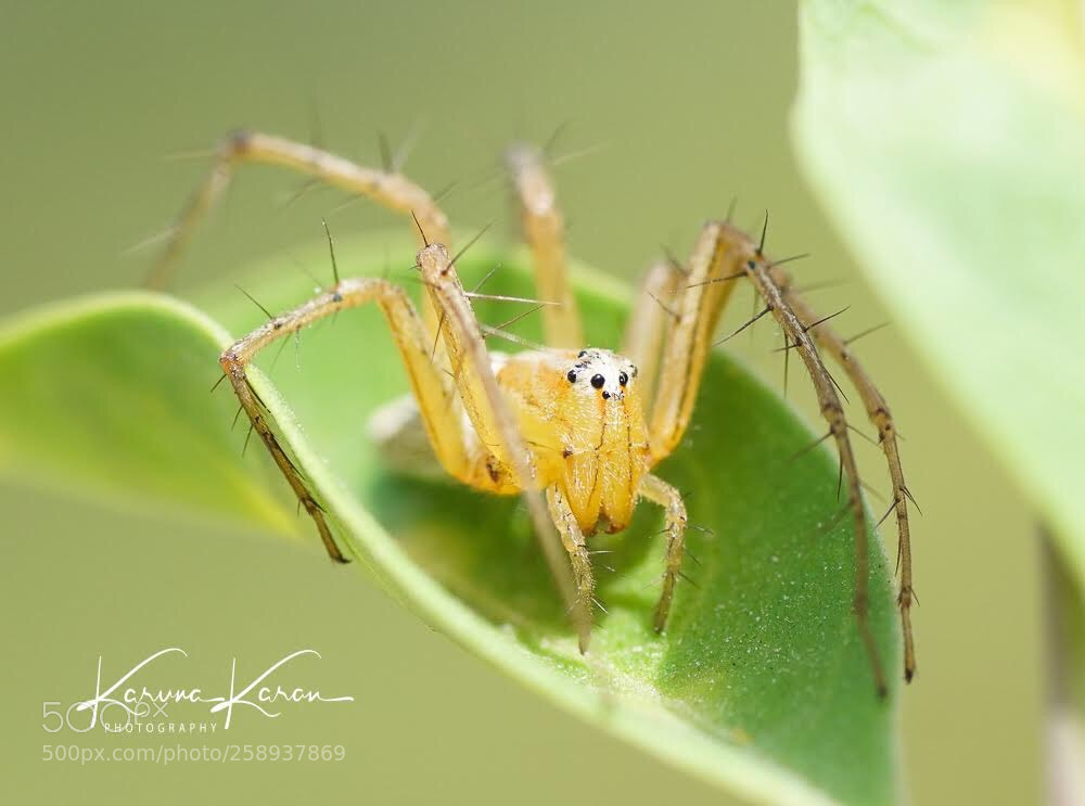 Sony a99 II sample photo. Lynx spider photography