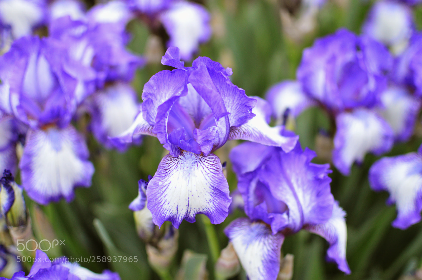 Nikon D3200 sample photo. Iris flowers photography