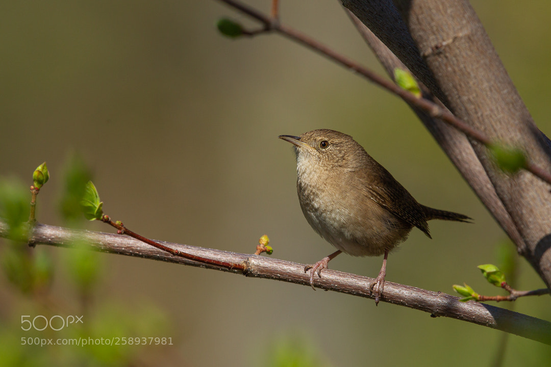 Canon EOS-1D Mark IV sample photo. House wren photography