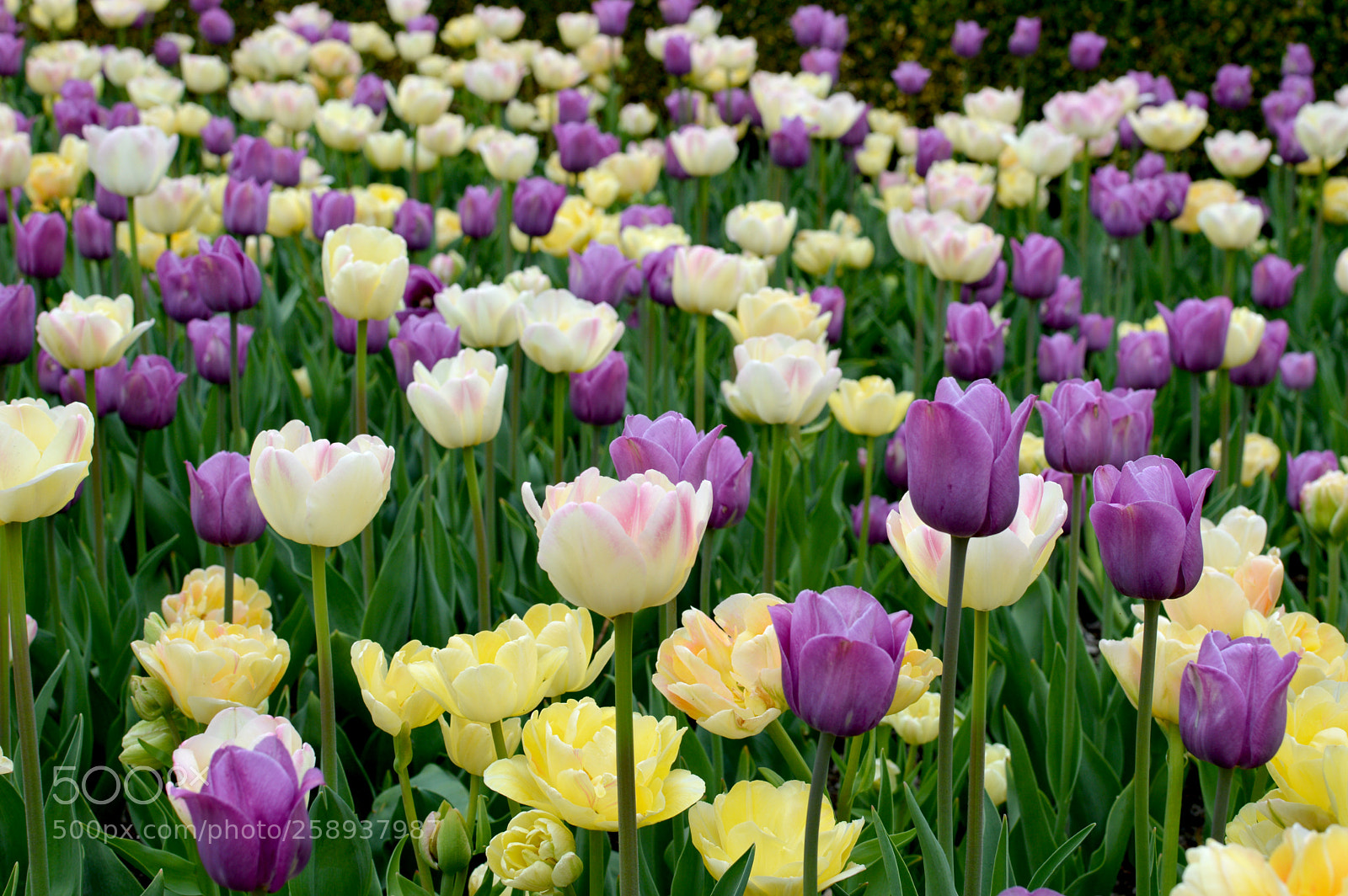 Nikon D3200 sample photo. Spring tulips photography