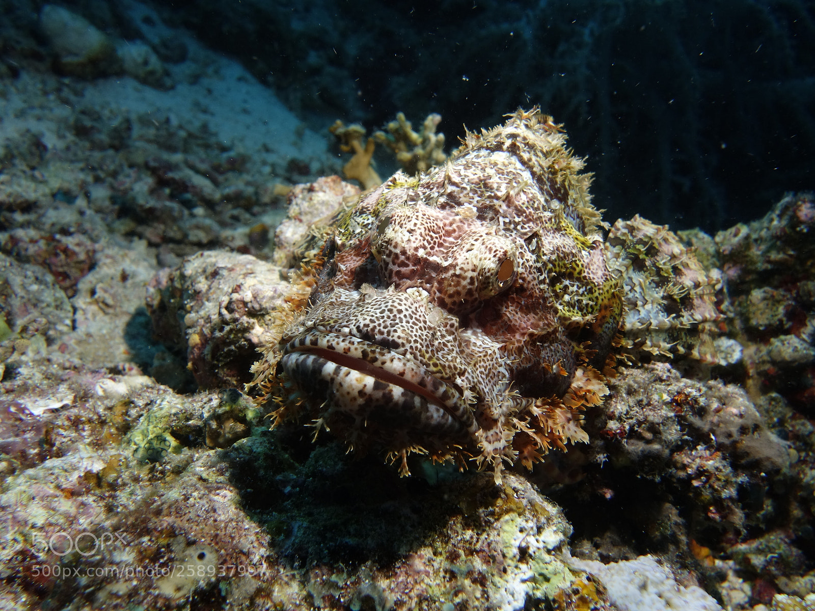 Sony Cyber-shot DSC-RX100 II sample photo. Wonders of the sea photography